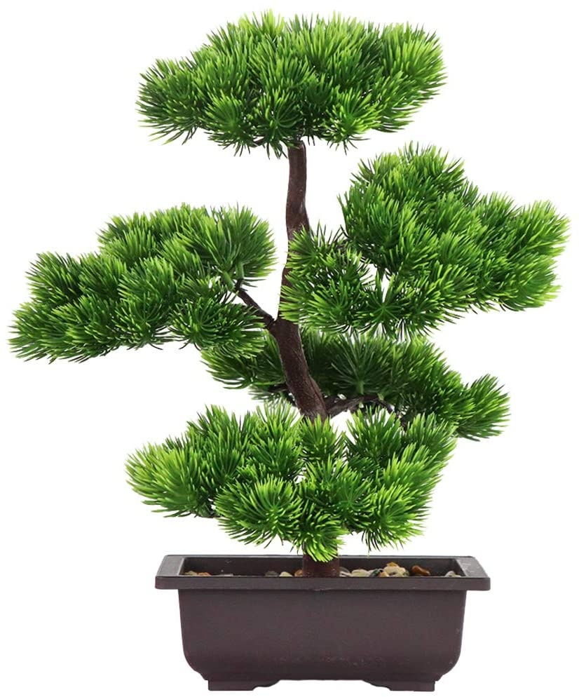 Japanese Pine Bonsai Plant for - Bonsai Garden Zen ulasan dan harga