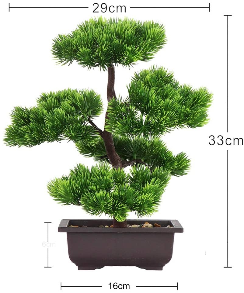 Japanese Pine Bonsai Plant for - Bonsai Garden Zen ulasan dan harga