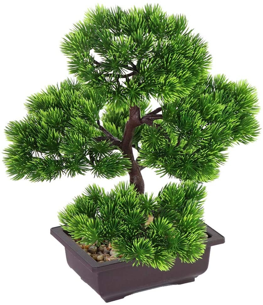 Japanese Pine Bonsai Plant for - Bonsai Garden Zen ulasan dan harga