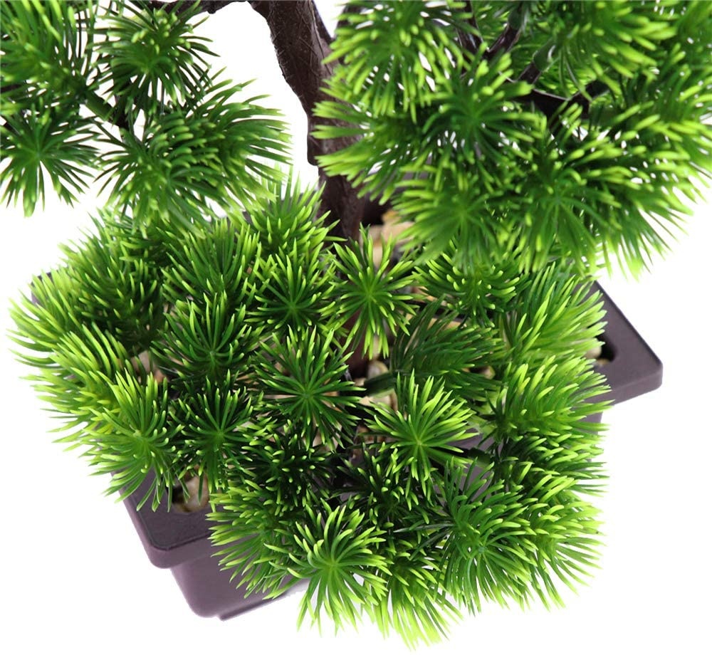 Japanese Pine Bonsai Plant for - Bonsai Garden Zen ulasan dan harga