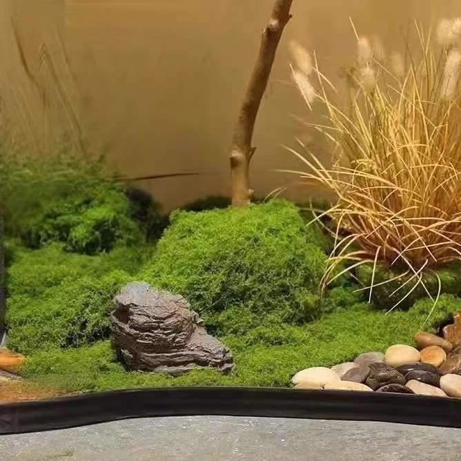 200g Eternal Life Moss DIY Cra - Landscape Bonsai Garden ulasan dan harga