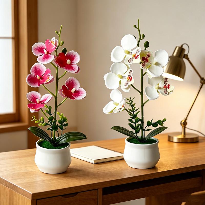 5 Flower Butterfly Orchid Simu - Bonsai Garden Layout ulasan dan harga