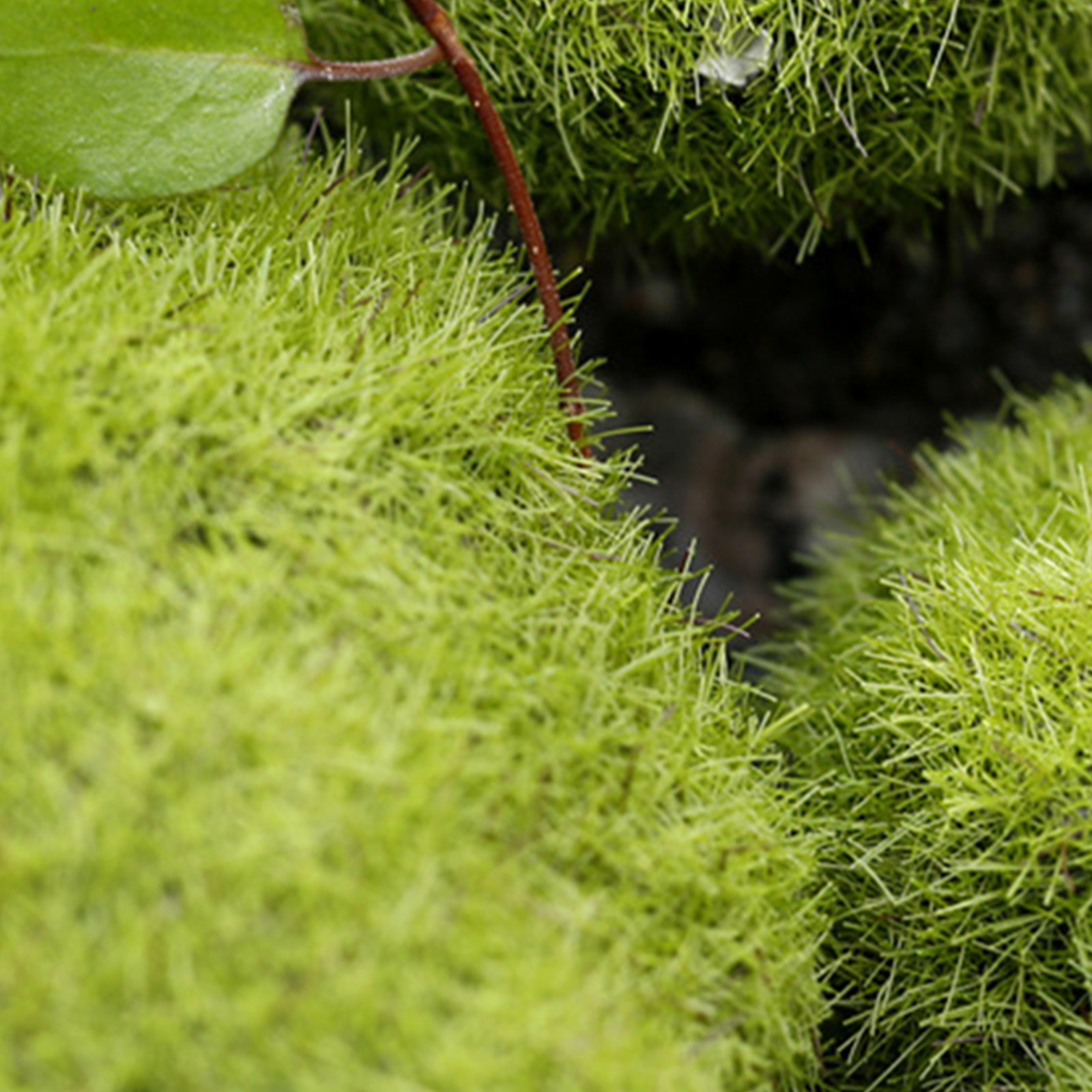 5Pcs Artificial Mossy Stones L - Bonsai Garden Layout ulasan dan harga