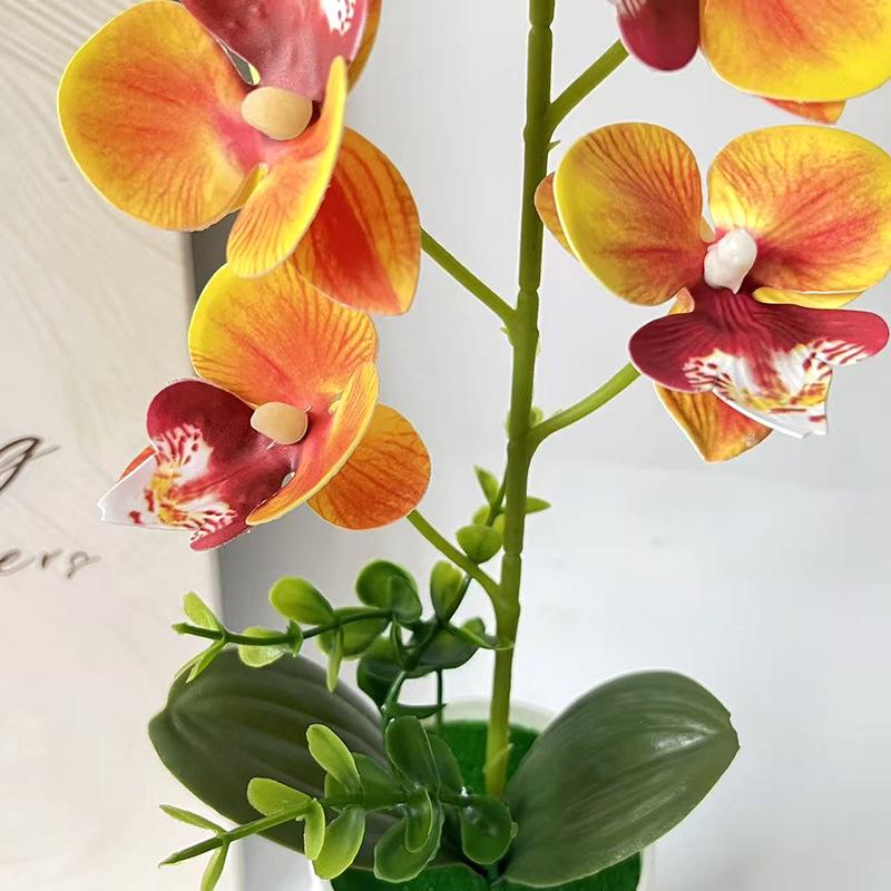 5 Flower Butterfly Orchid Simu - Bonsai Garden Layout ulasan dan harga